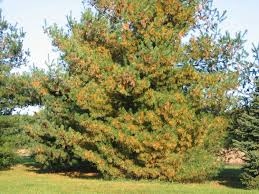 fall-pine-tree